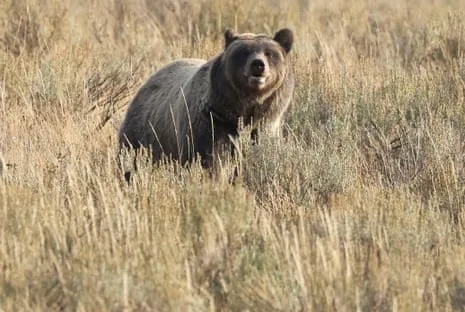 Backpacker Attacked by Wild Animal in Wilderness Area Flown to Trauma Center