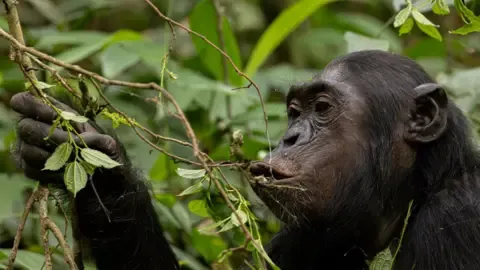 Chimpanzees Ingesting an Amount Equal of One Lager Each Day from Fermented Fruit, Study Shows