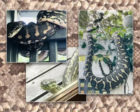 Embracing the Serpents in the Roof: An Evolution from Fear to Admiration
