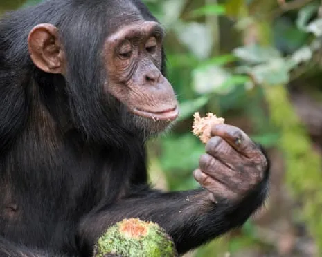 Wild Chimps Ingest Everyday Alcohol Equivalent to a Beer from Fermented Fruit
