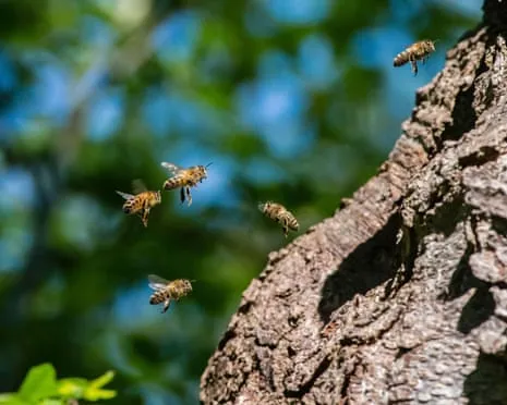 Why Protecting Honeybees Could Harm Other Pollinators
