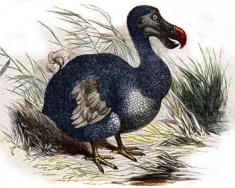 Experts Claim They Have Achieved a ‘Pivotal Step’ in Bringing Back the Dodo for the Very First Occasion in Multiple Generations